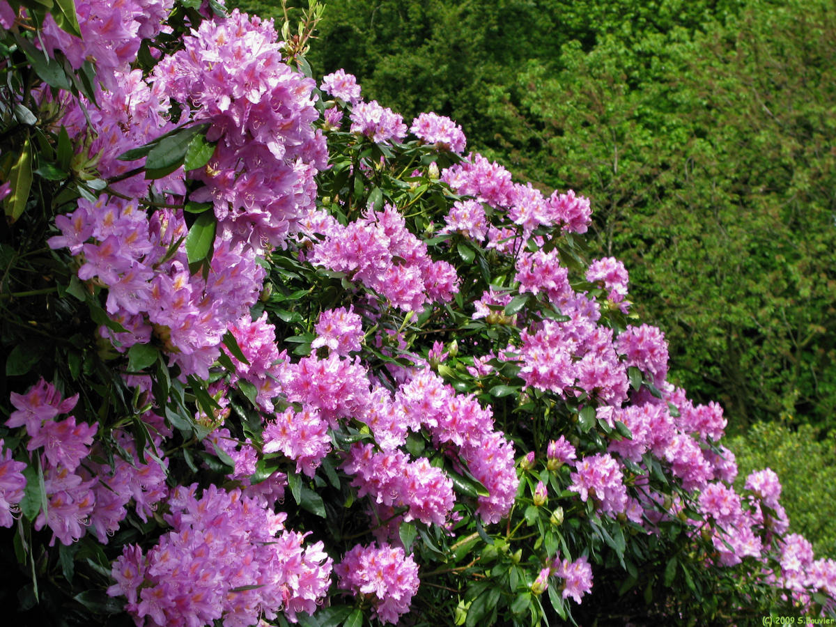 Limésy (Rhododendron)