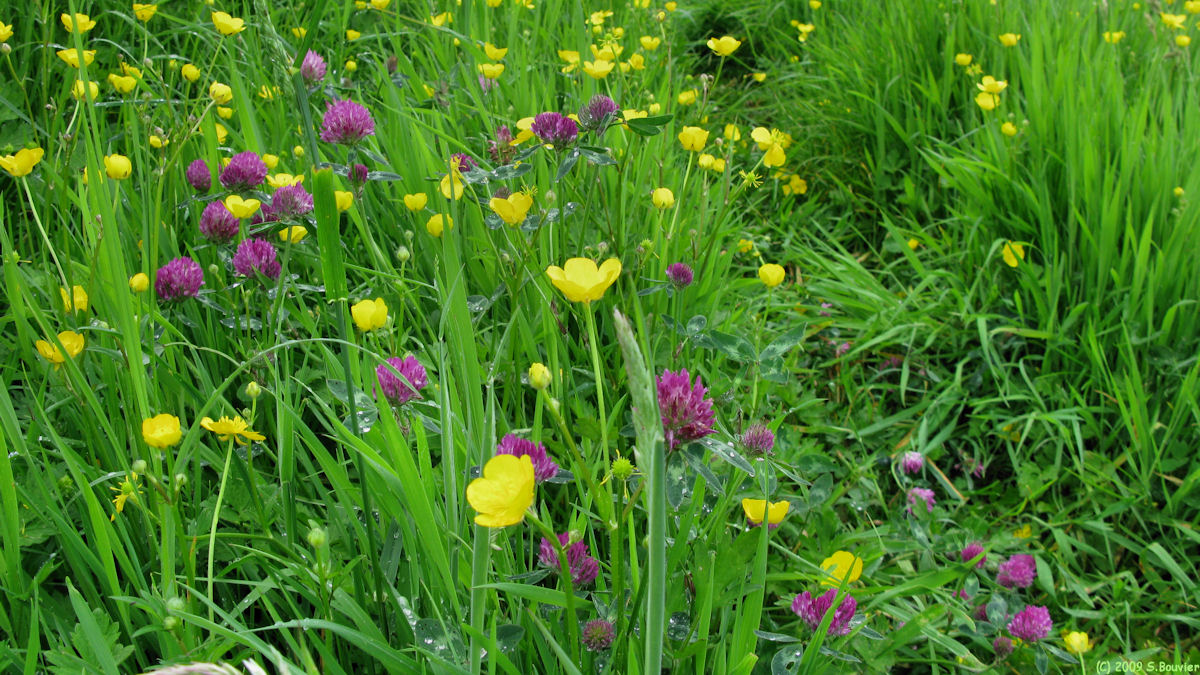 Limésy (Fleurs)
