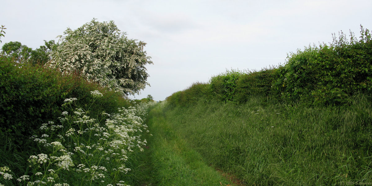 Oisemont (Chemin 1)