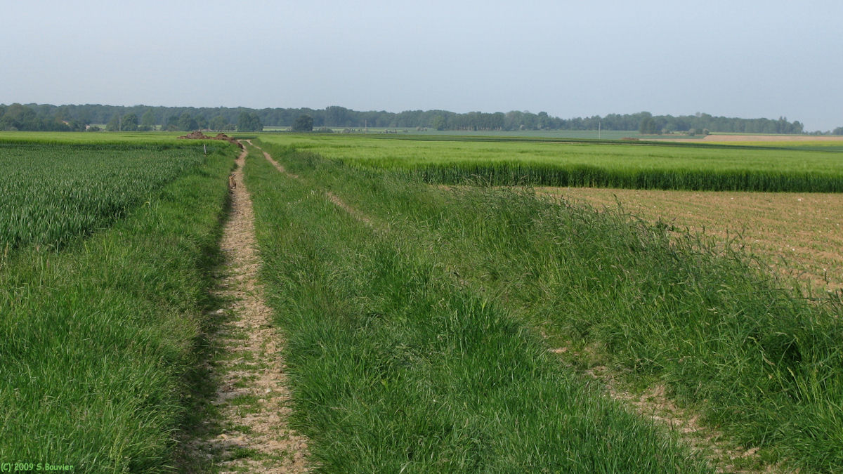 Mouflières (Chemin)