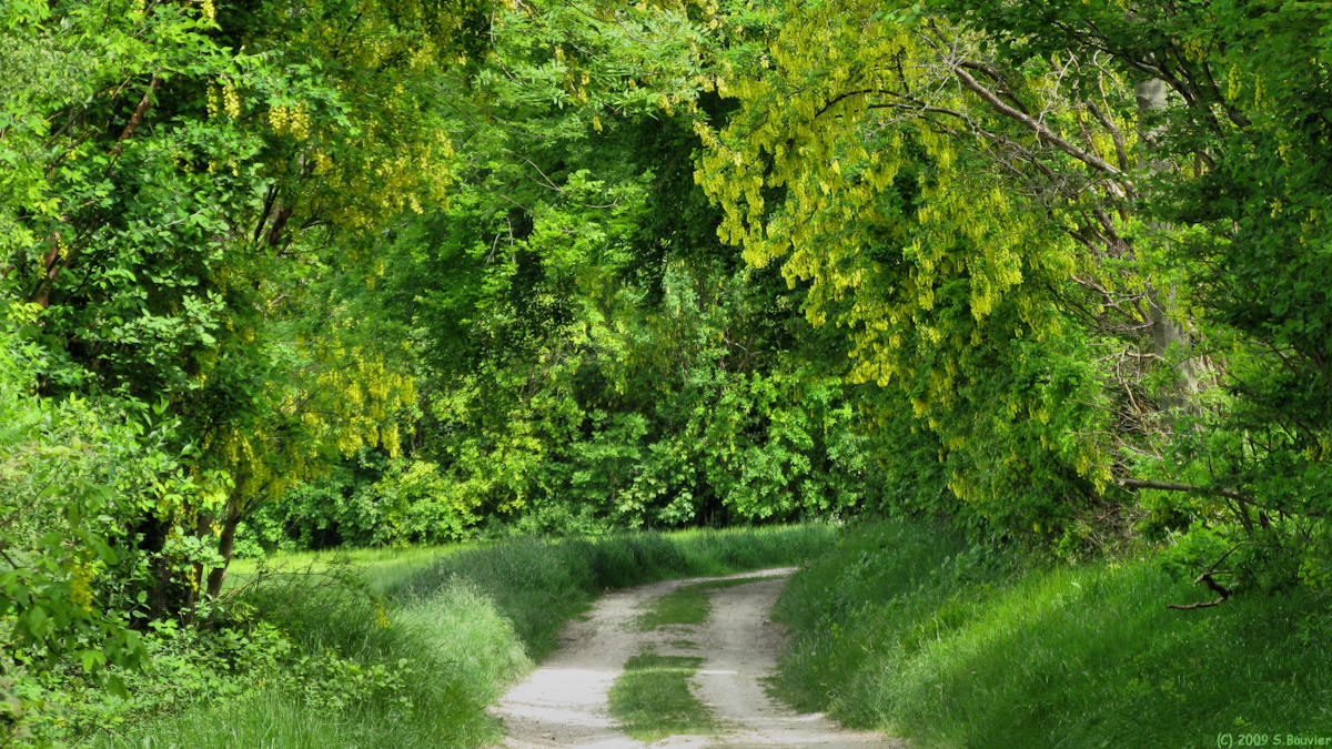 Wiry au Mont (Chemin)