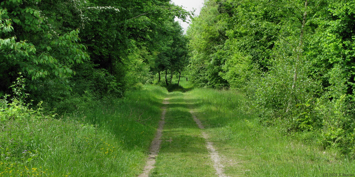Woirel (Chemin)