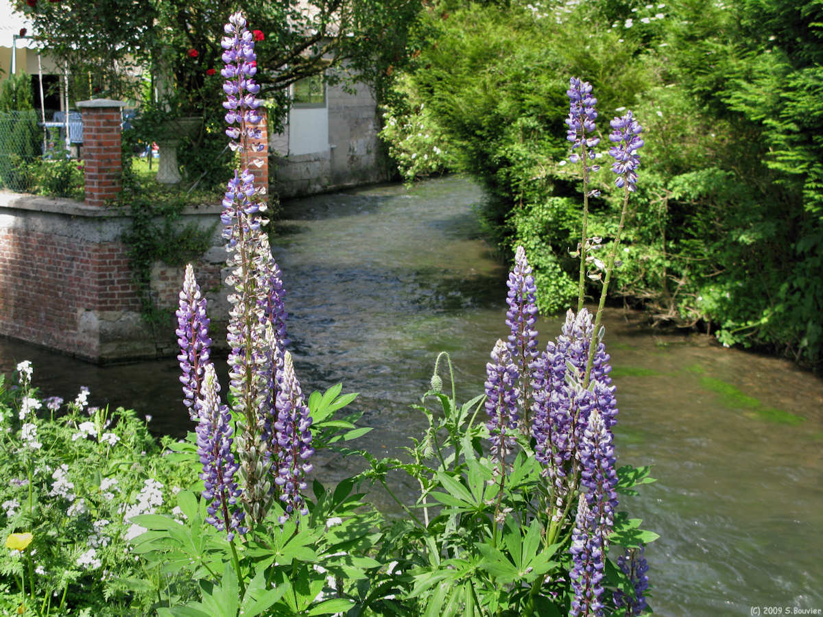 Duclair (Lupins)