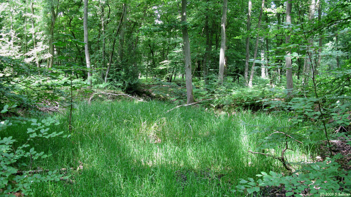 Forêt de Roumare (Zone Humide)