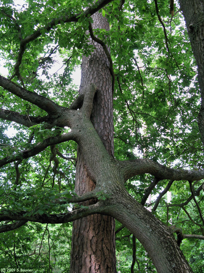 Forêt de Roumare (Chêne)