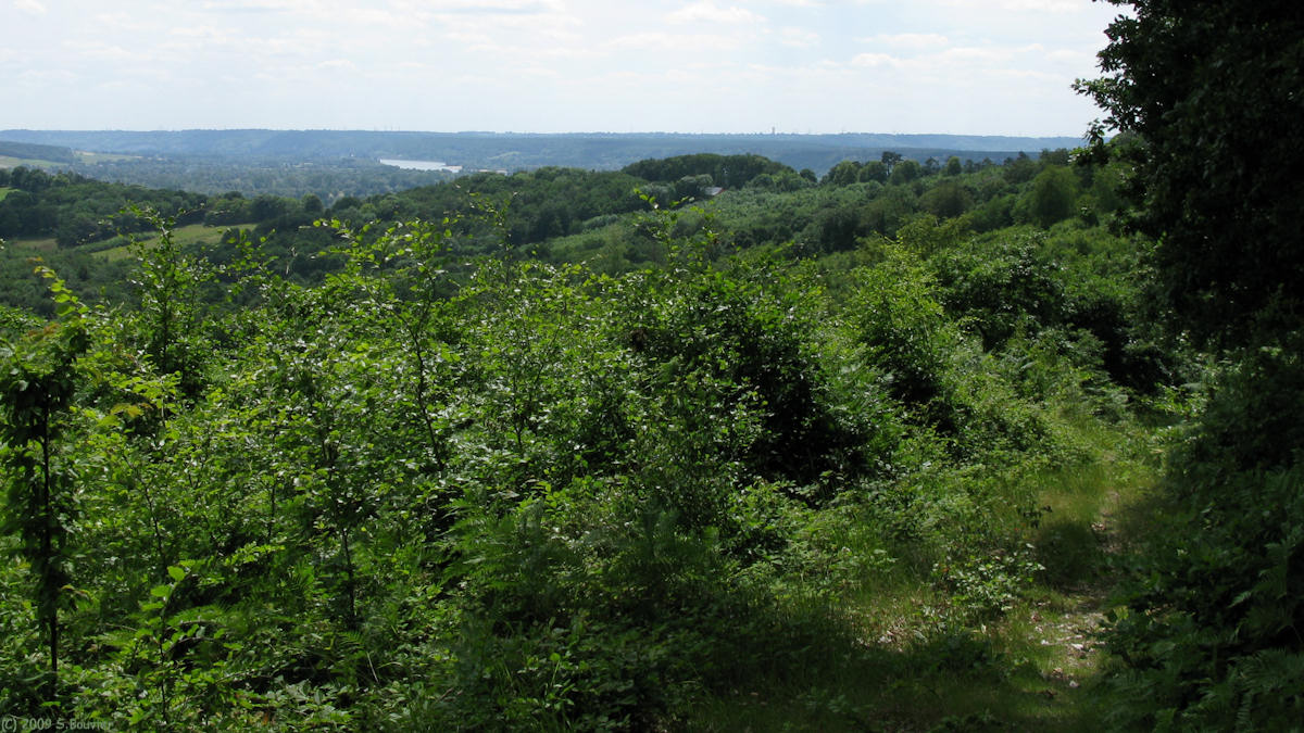 Forêt de Roumare (Seine 1)