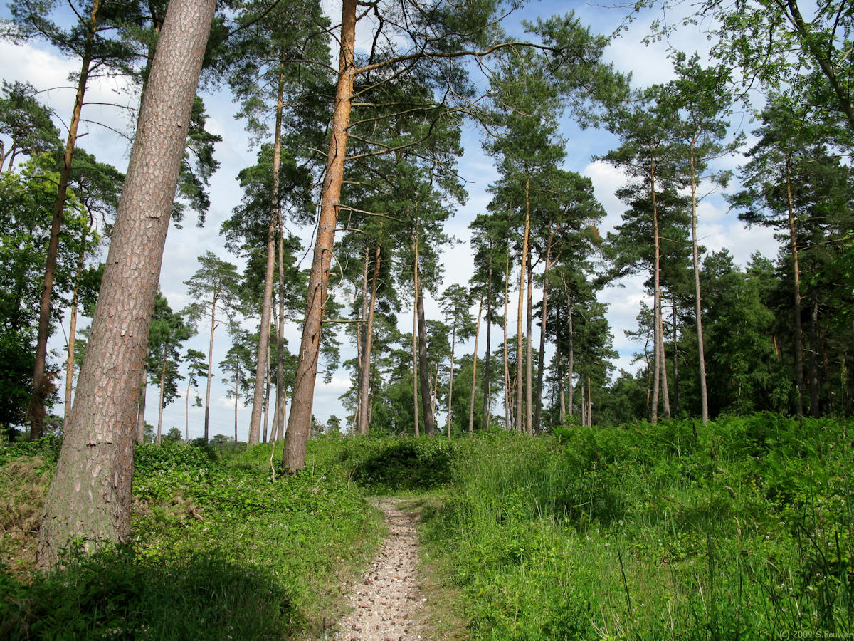 Forêt de Roumare (Pins)