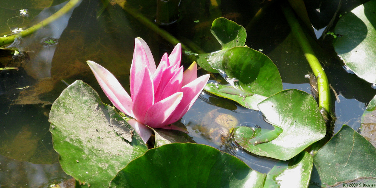 Bois Guillaume (Nénuphar)