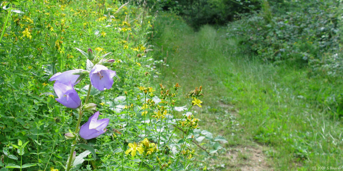 Beaumont les Nonains (Fleurs)
