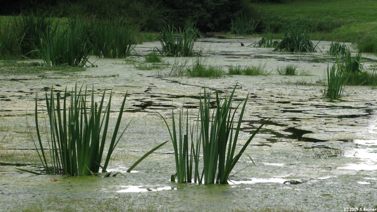 Le Mesnil Théribus (Etang)