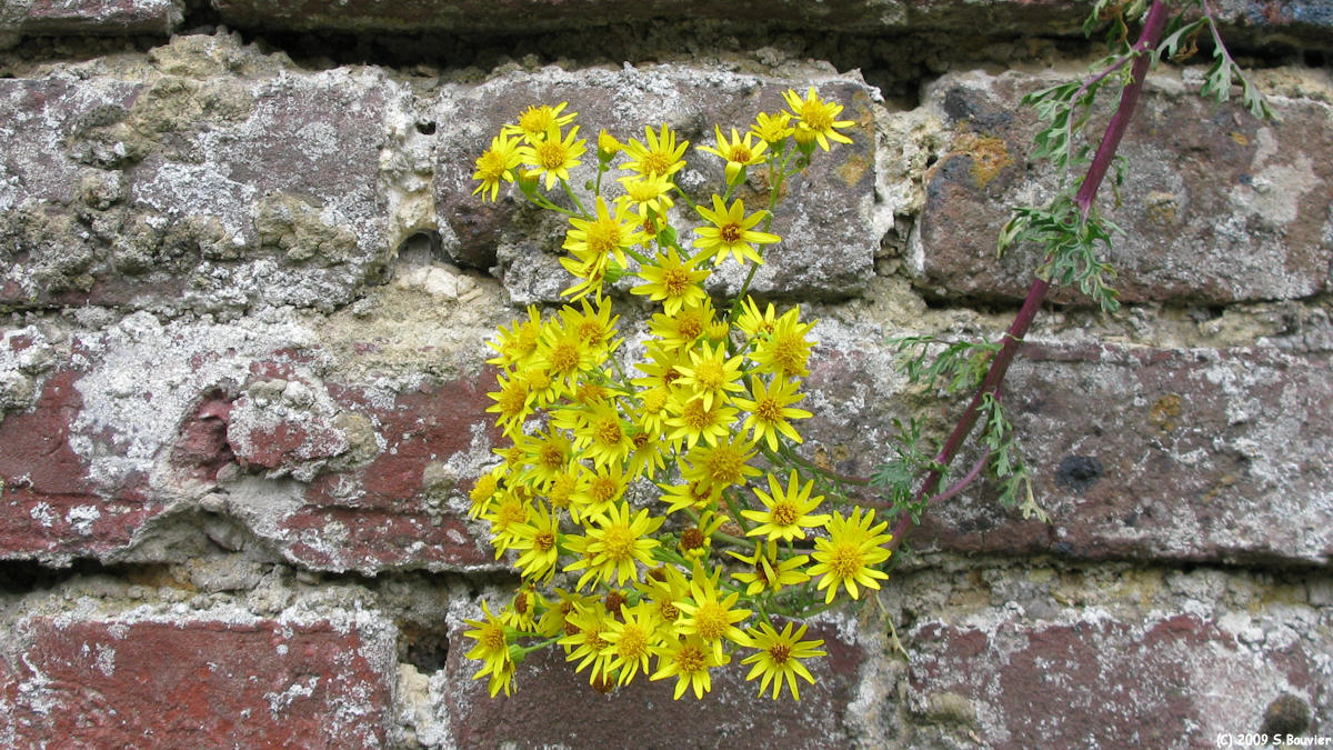 Fresneaux Montchevreuil (Fleurs 2)