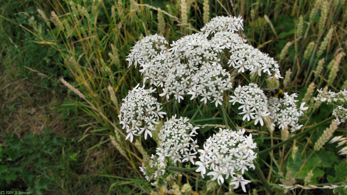 Montherlant (Fleurs)