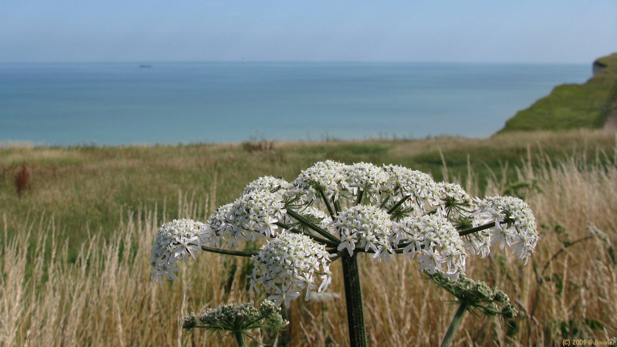 Dieppe (Fleur)