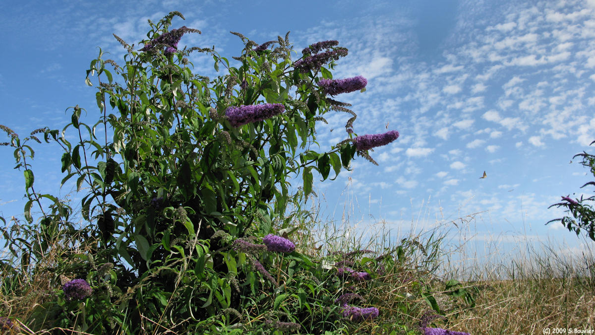 Bracquemont (Buddleia)