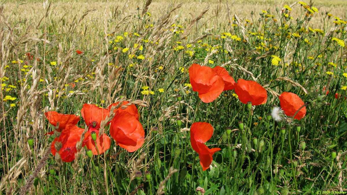 Bracquemont (Fleurs)
