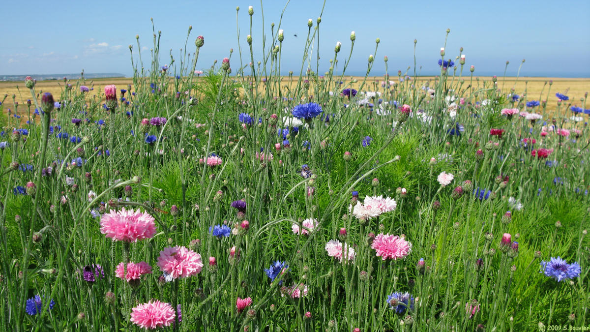 Belleville sur Mer (Fleurs 1)