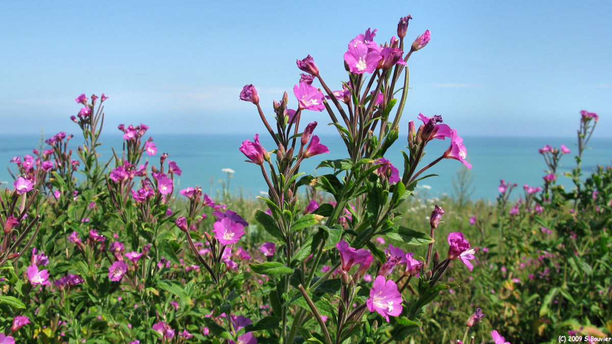 Belleville sur Mer (Fleurs 2)