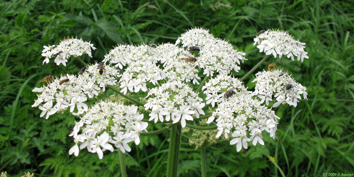 Blacourt (Fleur)