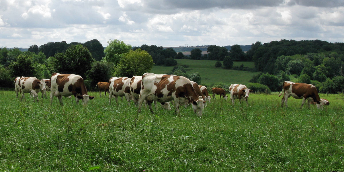 Senantes (Vaches)
