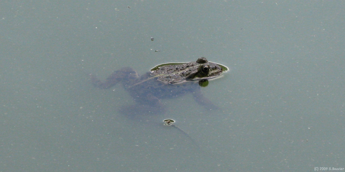 Senantes (Grenouille)