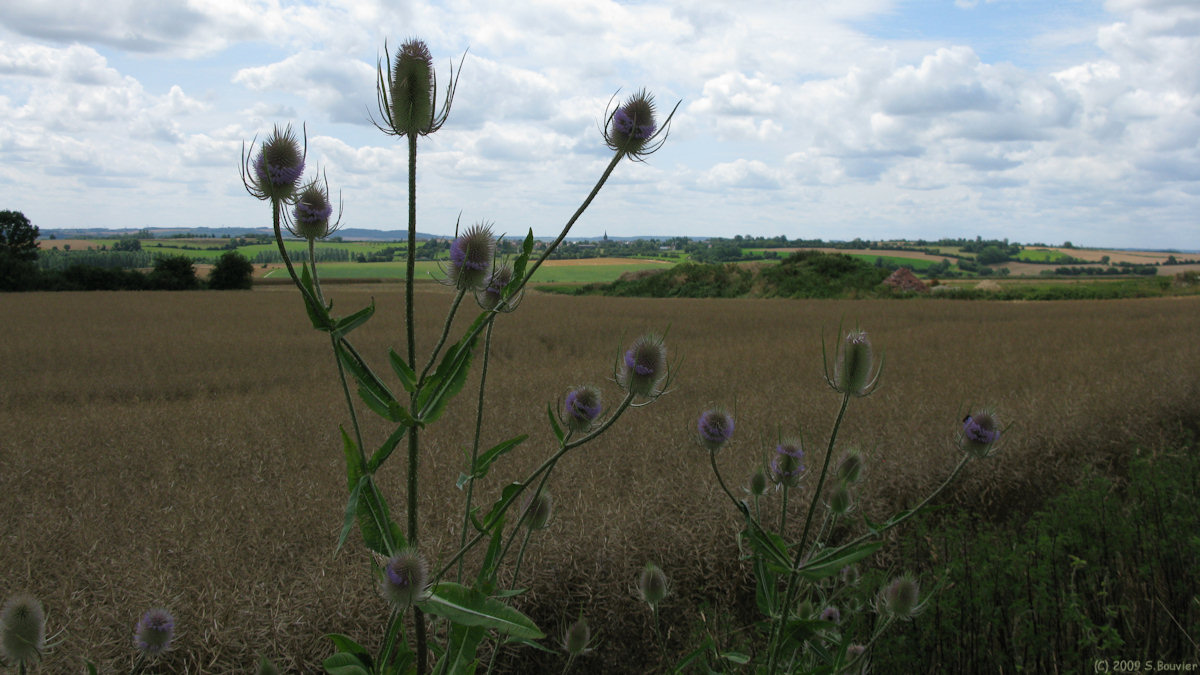 Villembray (Fleurs)