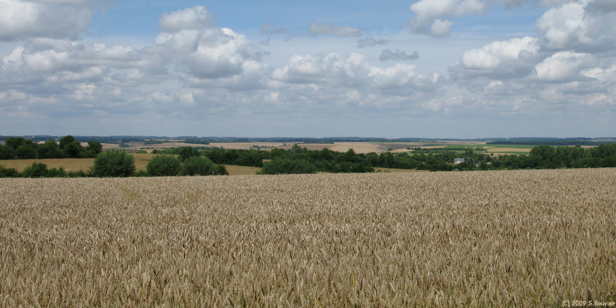 Hanvoile (Blé)