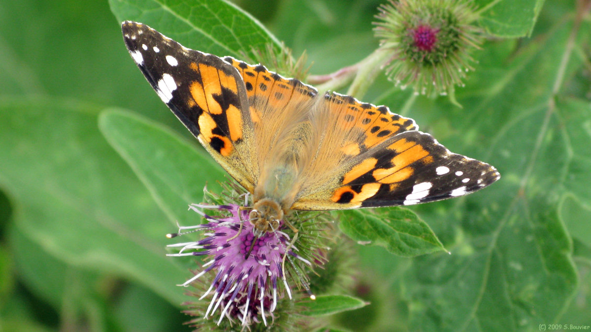 Hodenc en Bray (Papillon)