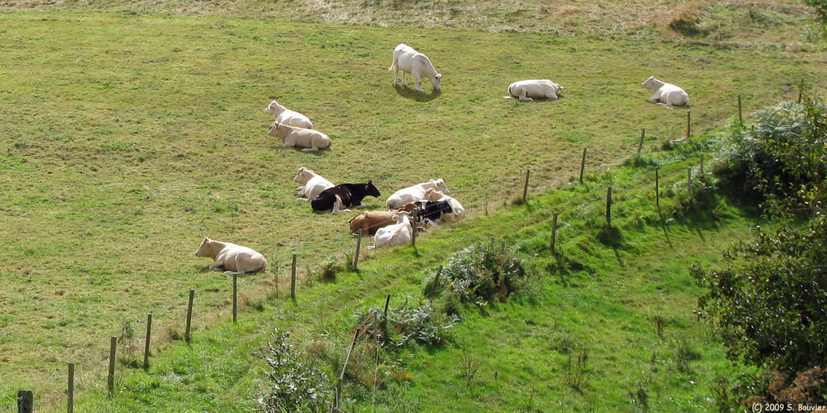 Ecretteville sur Mer (Vaches)