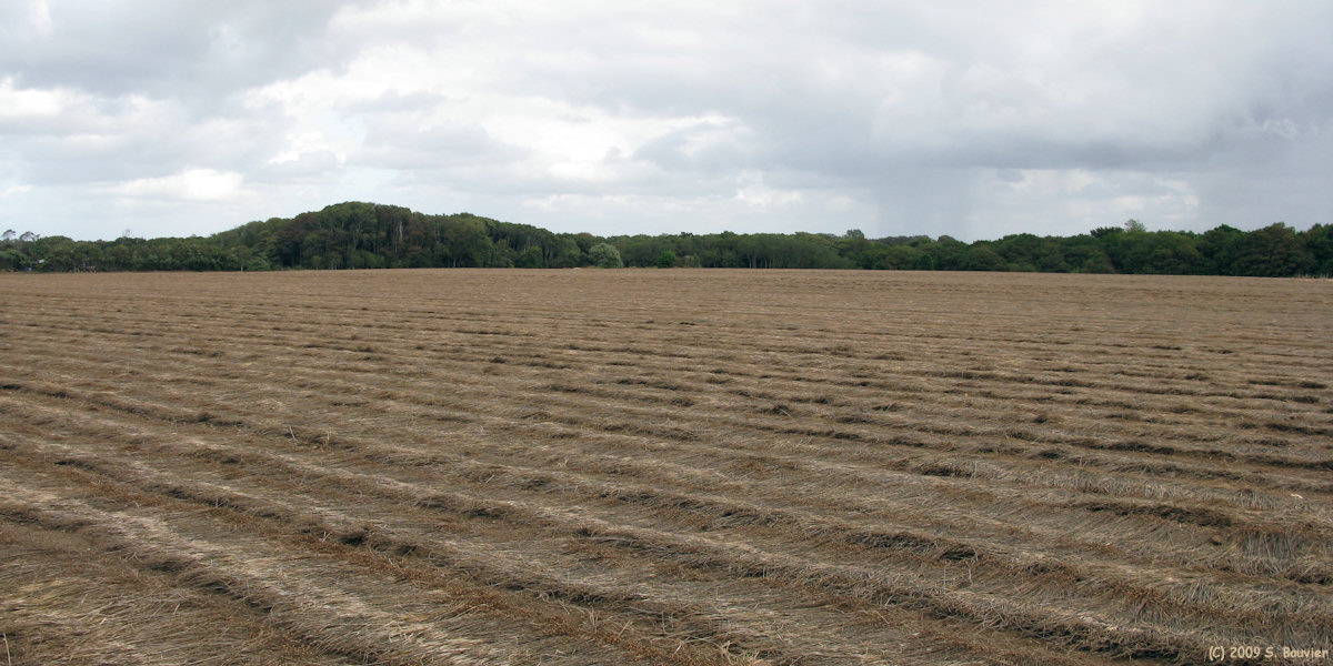 Eletot (Colza, Bois)