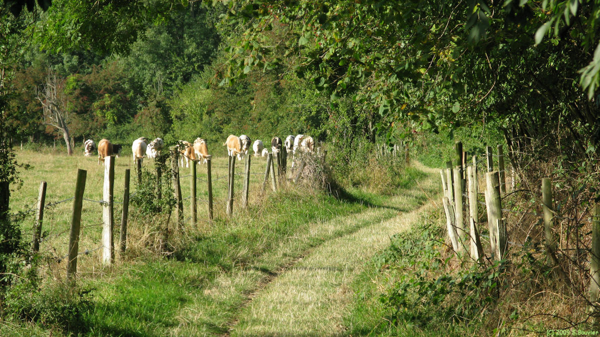 Auberville la Manuel (Chemin)
