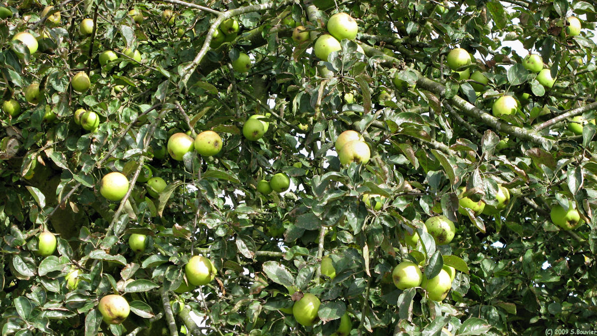 Mirville (Pommes)