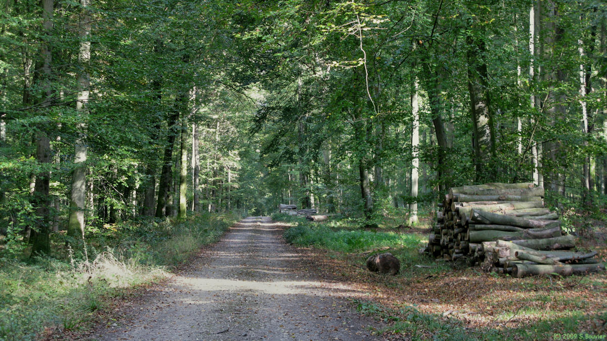 Forêt d'Eawy (Missy 3)
