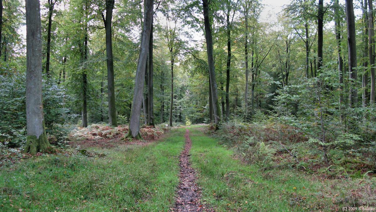 Forêt d'Eawy (Trois Saules)