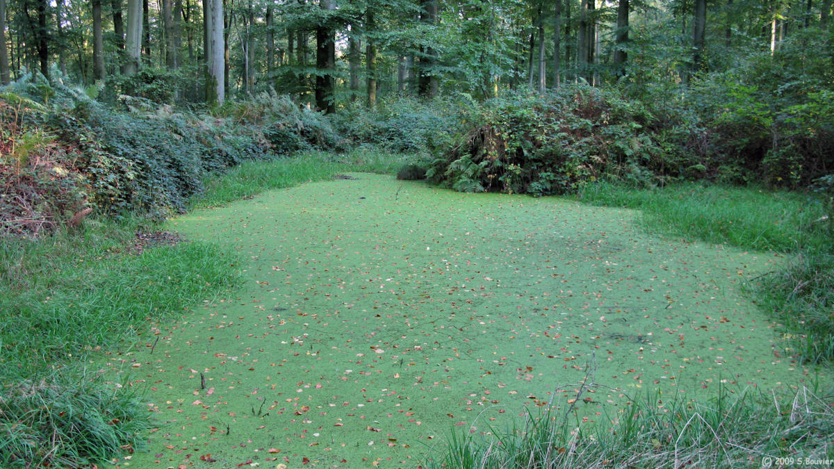 Forêt d'Eawy (Mare)