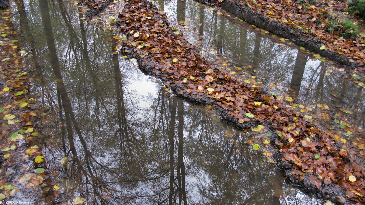 Forêt d'Eawy (3)