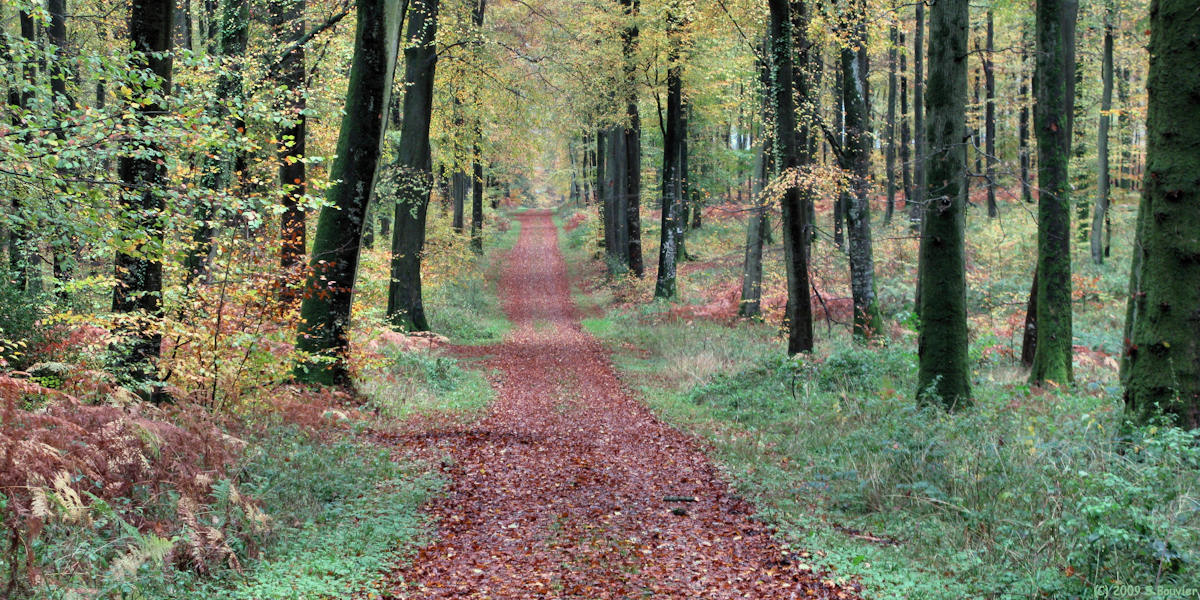 Forêt d'Eawy (4)