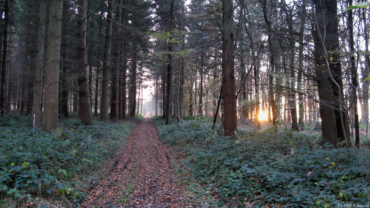 St Martin le Gaillard (Bois de St Martin)