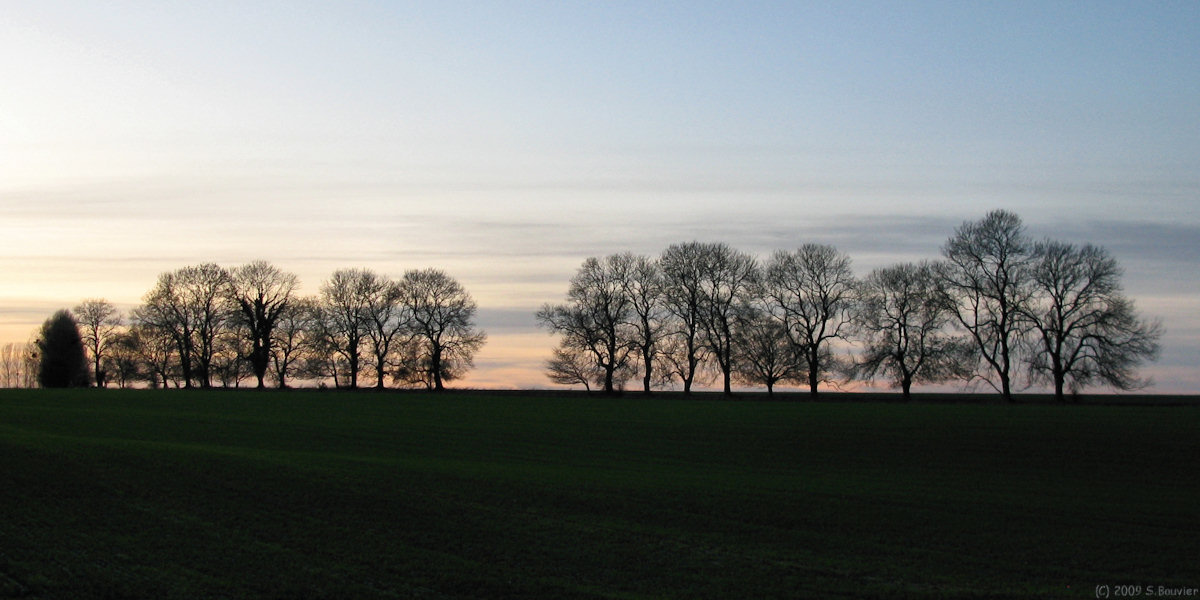 St Martin le Gaillard (Arbres)