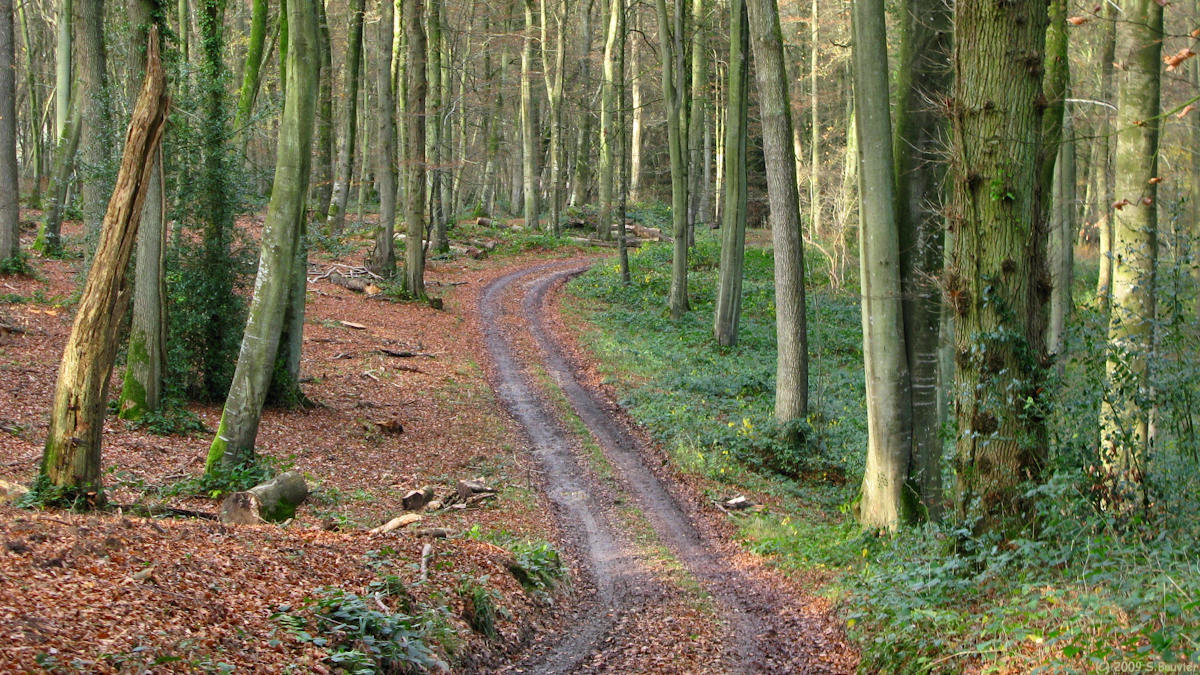 Cuverville sur Yères (Chemin)