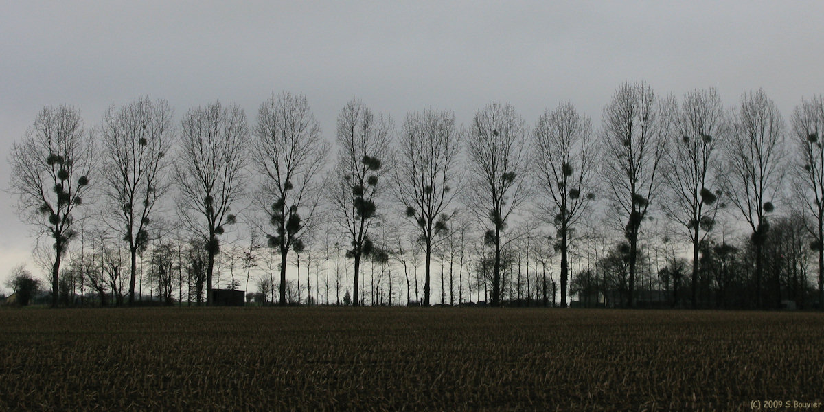 Baromesnil (Arbres)