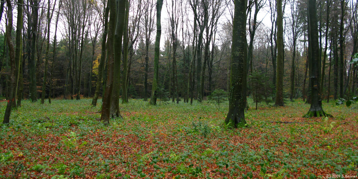 Forêt d'Eu (Hêtres, Sapins)