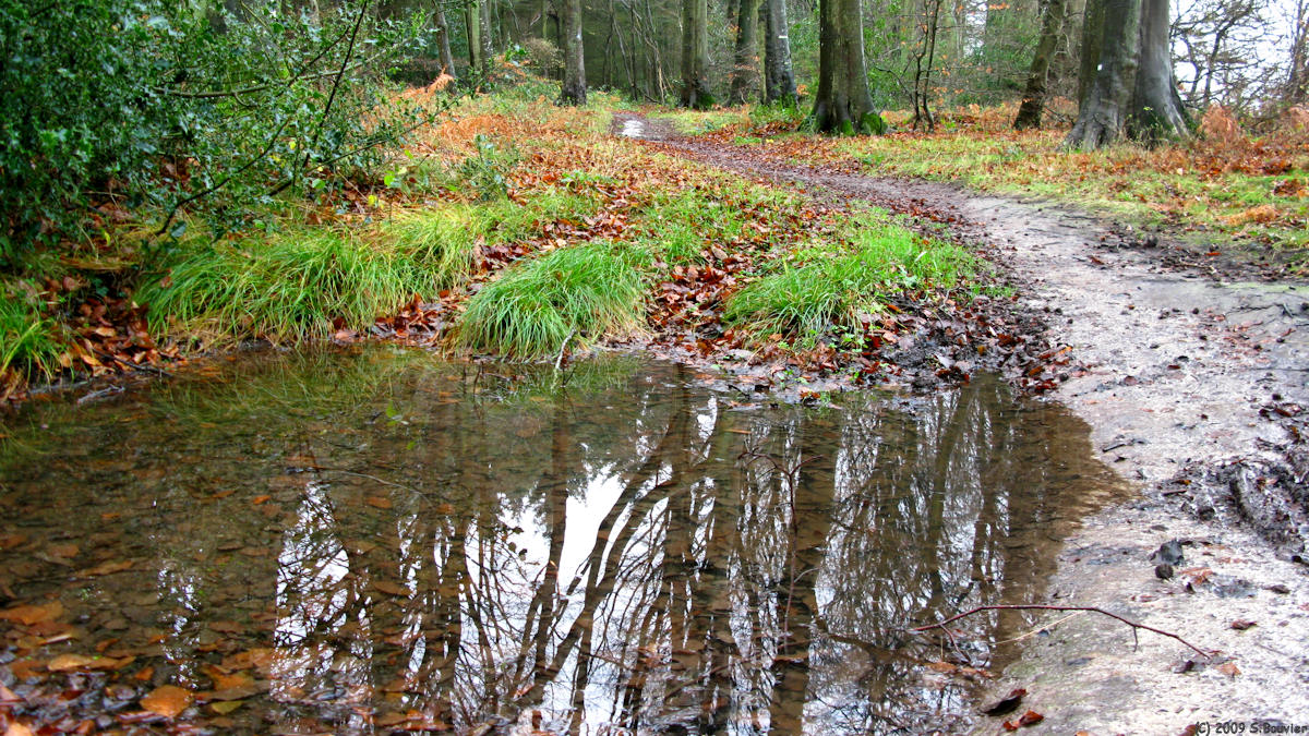 Forêt d'Eu (Reflet)