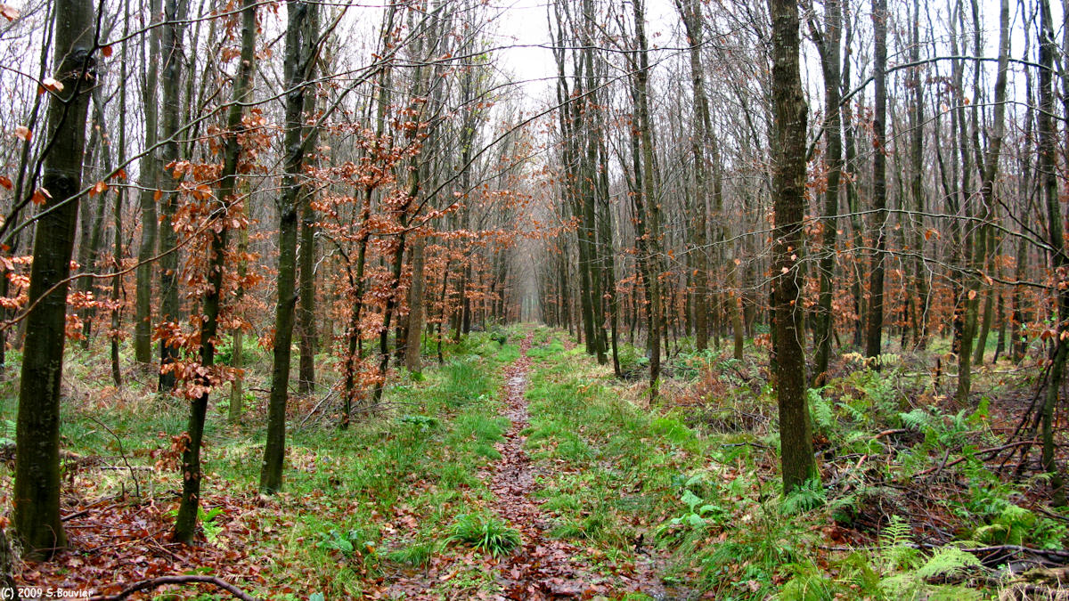 Forêt d'Eu (Laie)