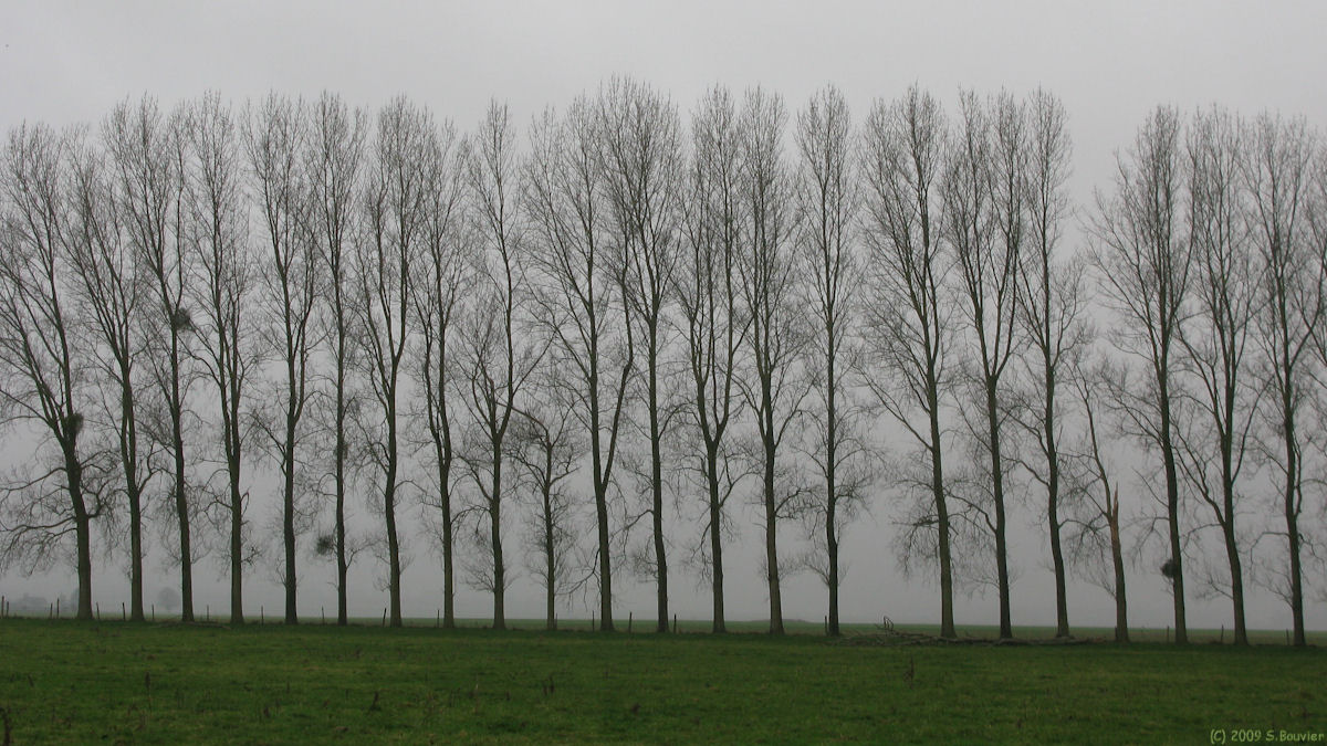 St Pierre en Val (Arbres)