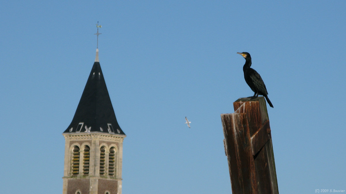 Dieppe (Cormoran)