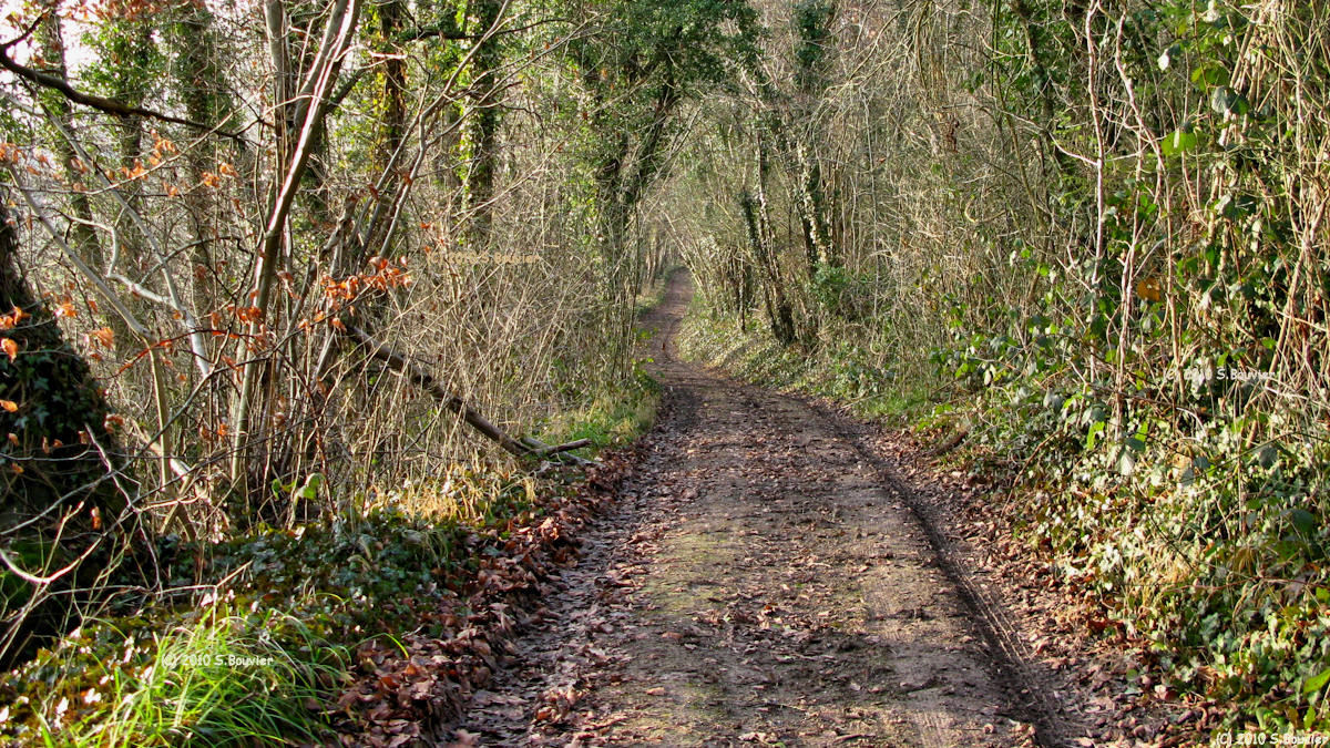 Hermanville (Chemin)