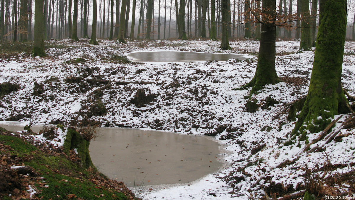 Forêt de Lyons (Mares)