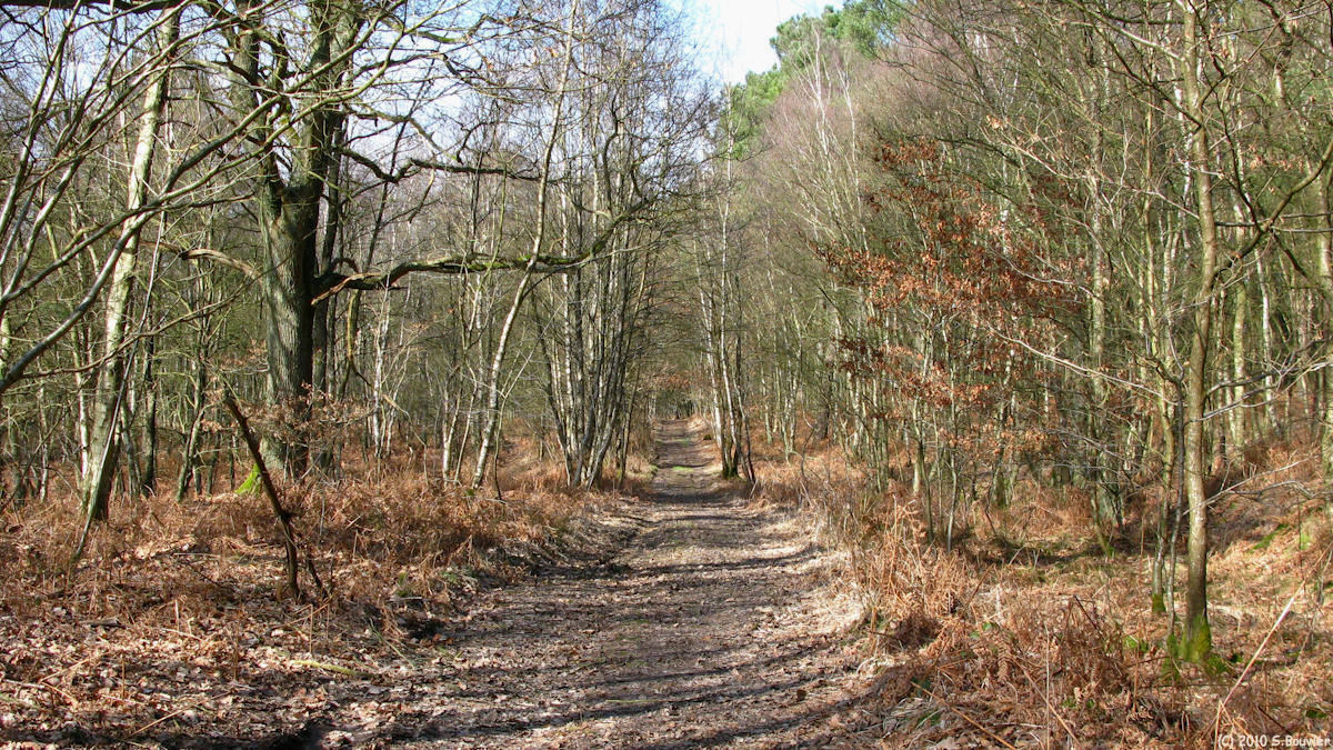 Serqueux (Bois de l'Epinay 1)