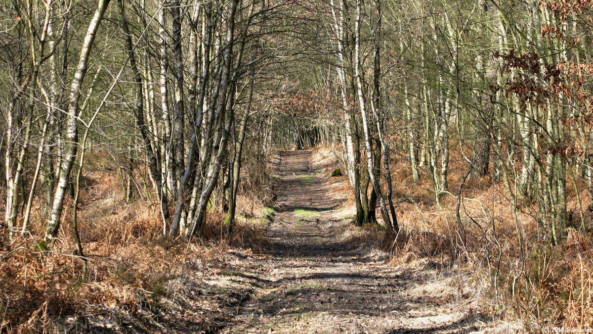 Serqueux (Bois de l'Epinay 2)