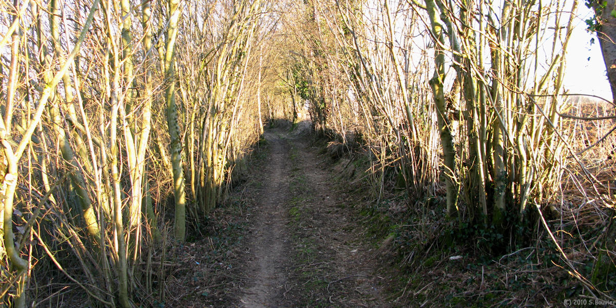Mauquenchy (Bois Gamet)